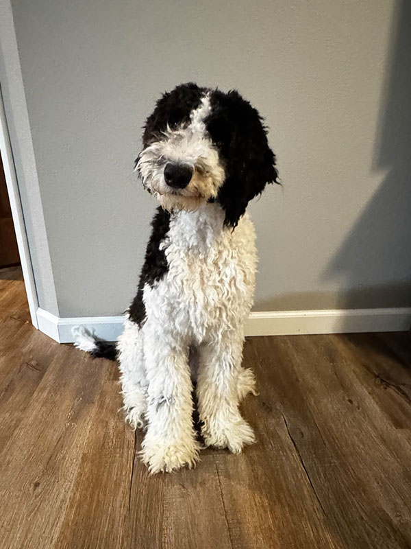 Louie Vitton (Fozi Bear)