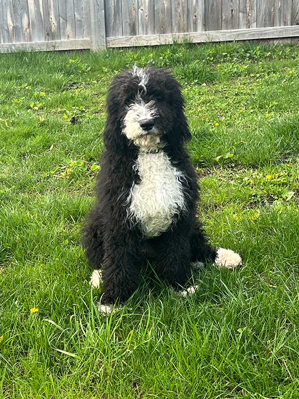 Rally Ray (Pooh Bear)