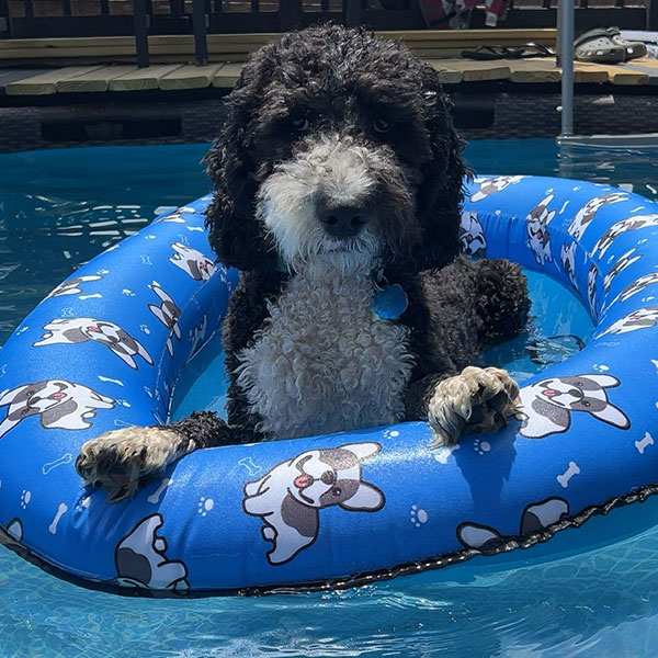 Bracha Poodles Doodles Bernedoodle 4home Sq 02