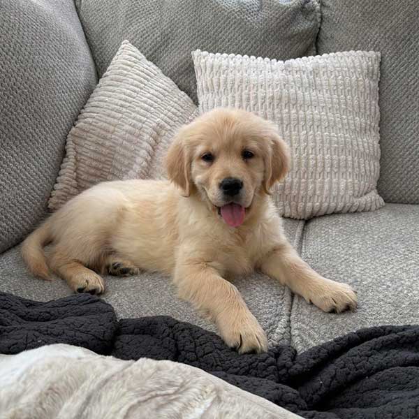 Bracha Poodles Doodles English Golden Retriever Sq 01