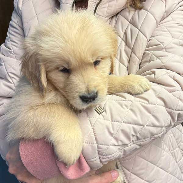 Bracha Poodles Doodles English Golden Retriever Sq 02