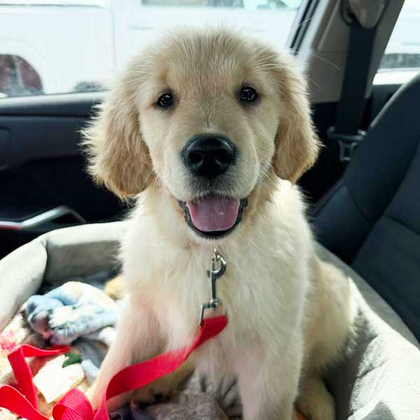 Bracha Poodles Doodles English Golden Retriever Sq 03