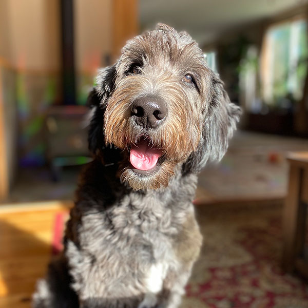 Bracha Poodles Doodles Englishdoodle Sq 01