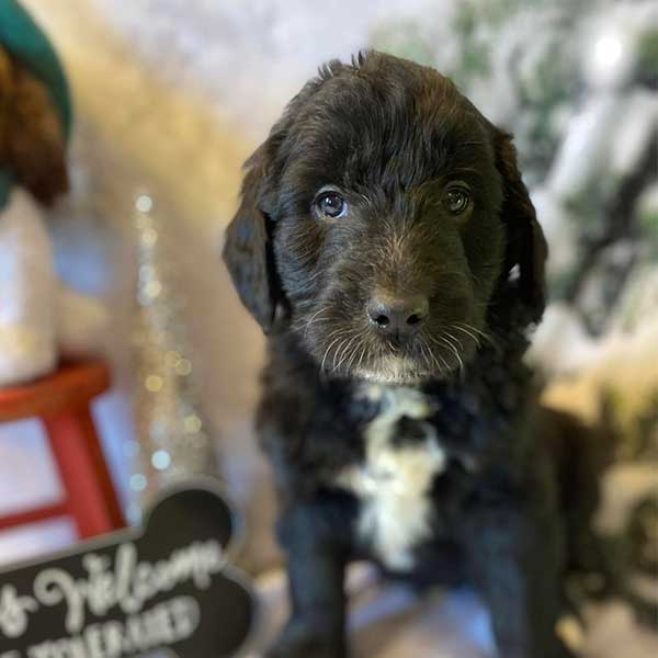 Bracha Poodles Doodles Englishdoodle Sq 04