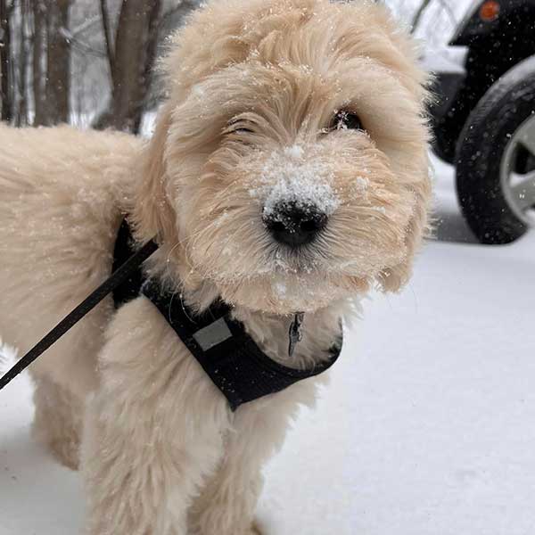 Bracha Poodles Doodles Englishdoodle Sq 05