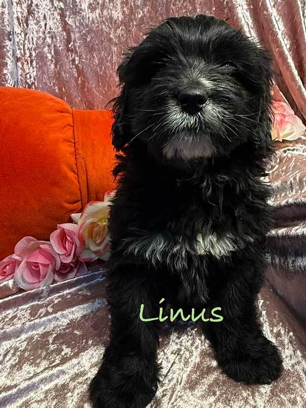 <span class="adopted">ADOPTED</span>