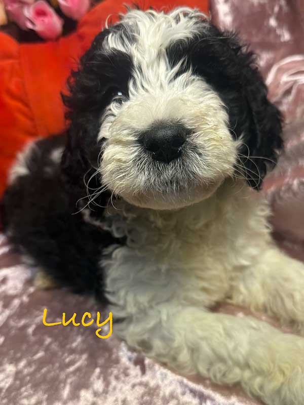 <span class="adopted">ADOPTED</span>