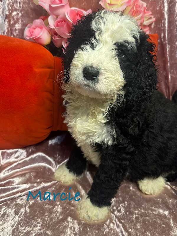 <span class="adopted">ADOPTED</span>