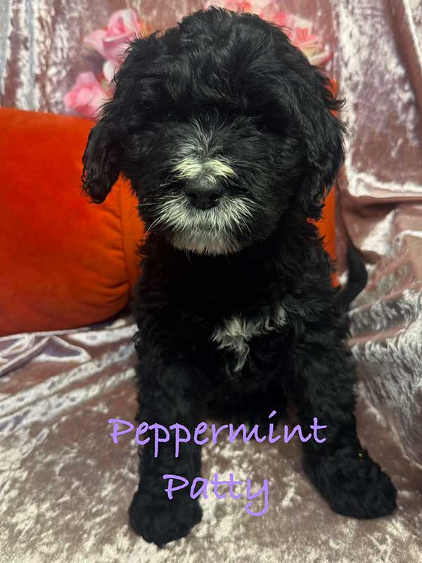 <span class="adopted">ADOPTED</span>