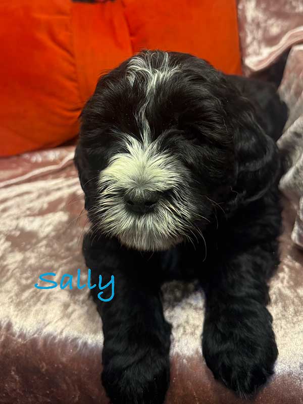 <span class="adopted">ADOPTED</span>