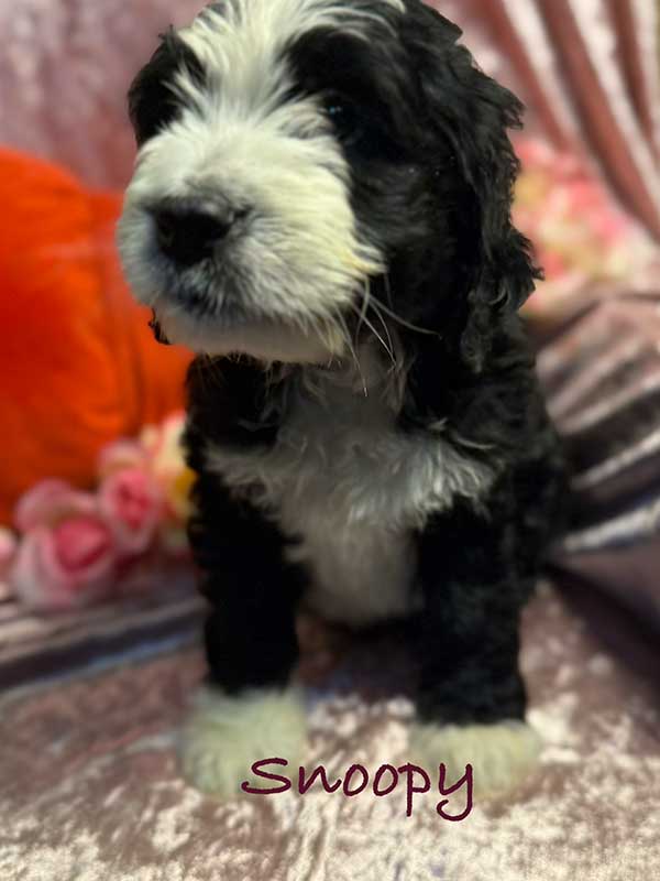 <span class="adopted">ADOPTED</span>