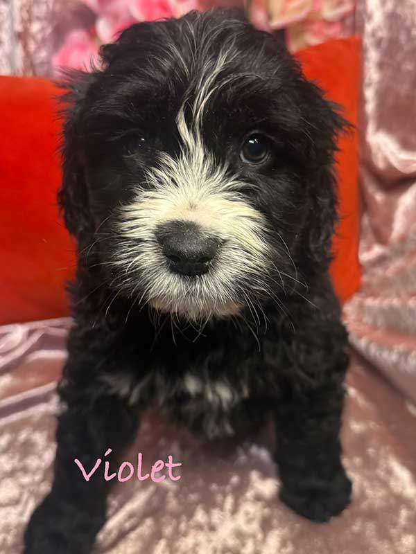 <span class="adopted">ADOPTED</span>