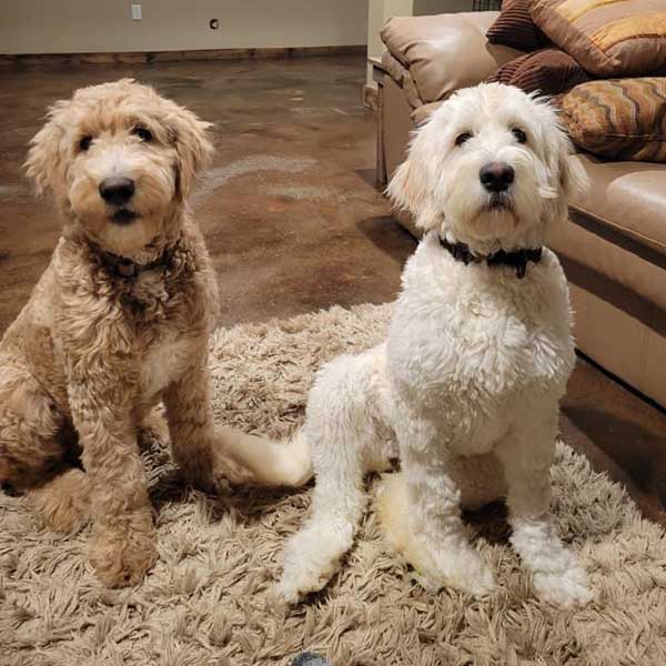 Bracha Poodles Doodles Goldendoodle 4home Sq 02