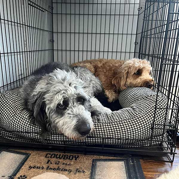 Bracha Poodles Doodles Goldendoodle 4home Sq 03