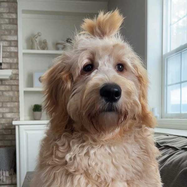 Bracha Poodles Doodles Goldendoodle 4home Sq 05