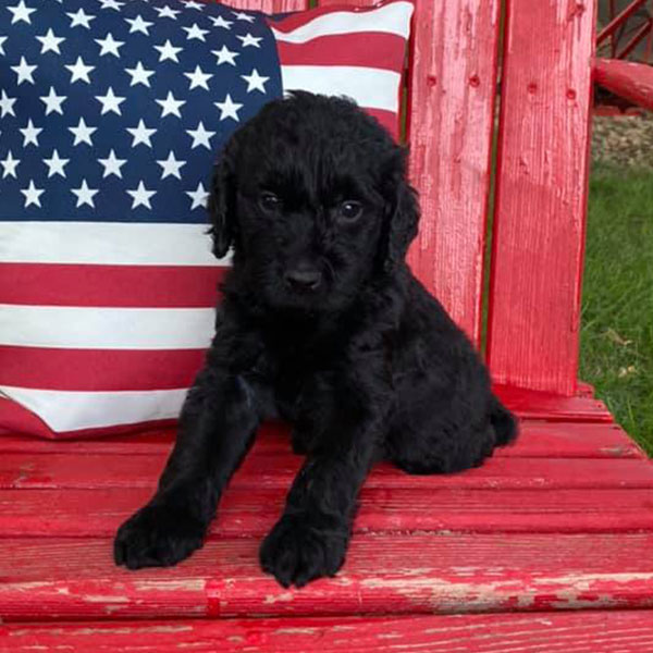 Bracha Poodles Doodles Goldendoodle Black Sq 03