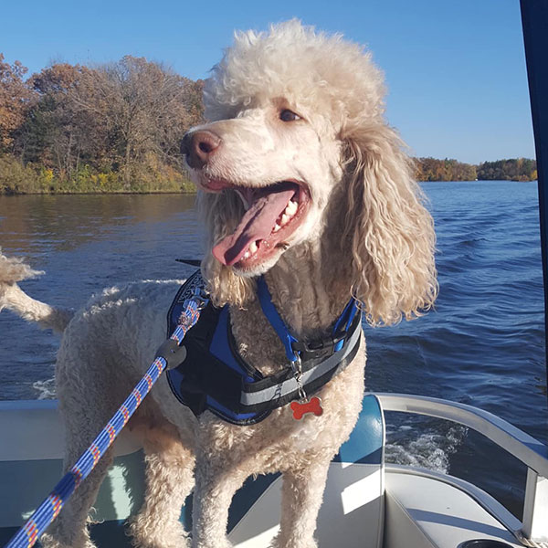 Jodi Bracha Poodles Doodles Sq 01