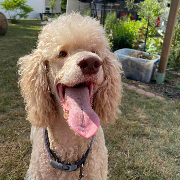 Jodi Bracha Poodles Doodles Sq 02