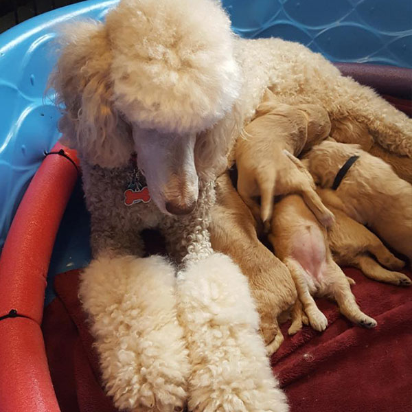 Jodi Bracha Poodles Doodles Sq 05