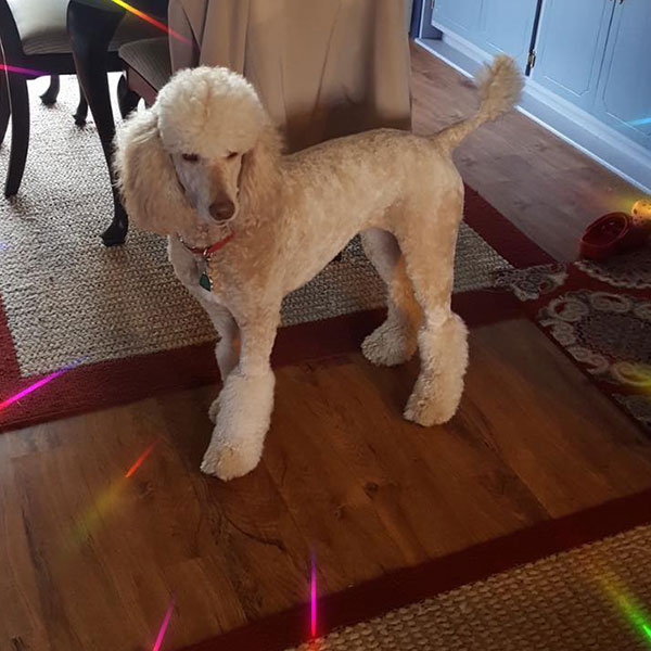 Jodi Bracha Poodles Doodles Sq 06