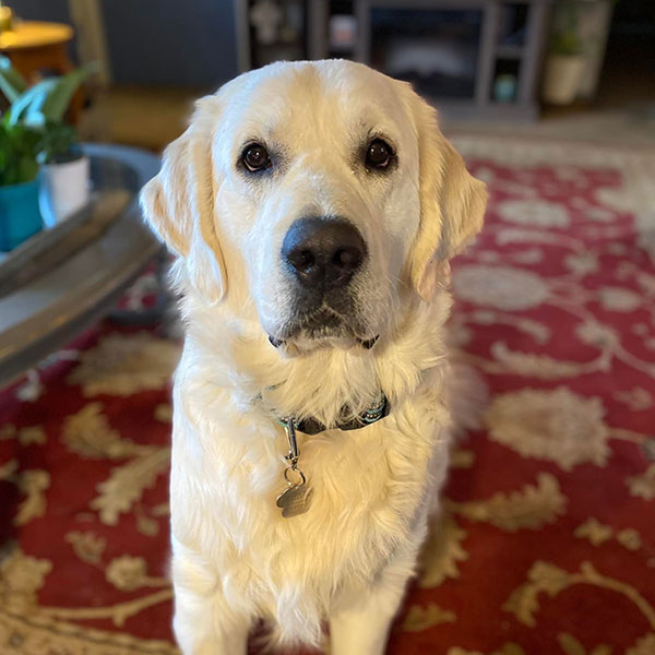 Reece Bracha Poodles Doodles Sq 01