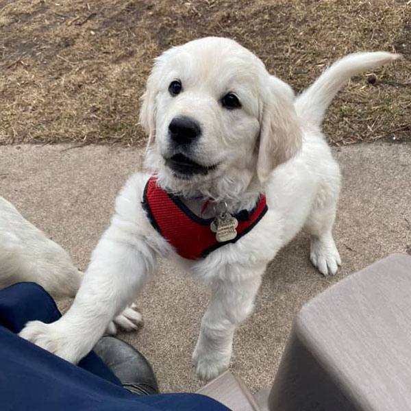 Reece Bracha Poodles Doodles Sq 02