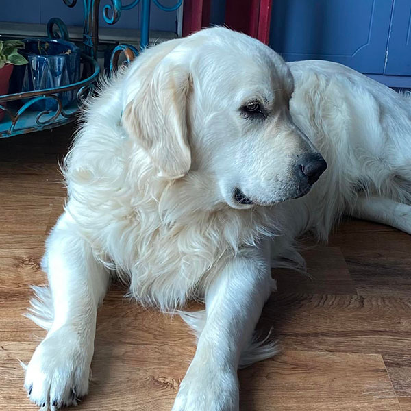 Reece Bracha Poodles Doodles Sq 04