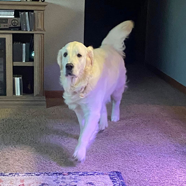 River Bracha Poodles Doodles Sq 002