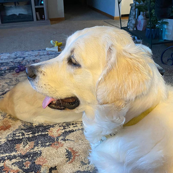 River Bracha Poodles Doodles Sq 003