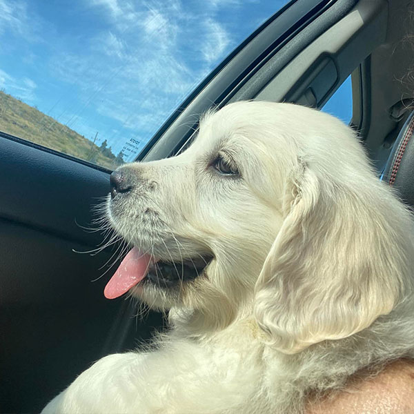 River Bracha Poodles Doodles Sq 004