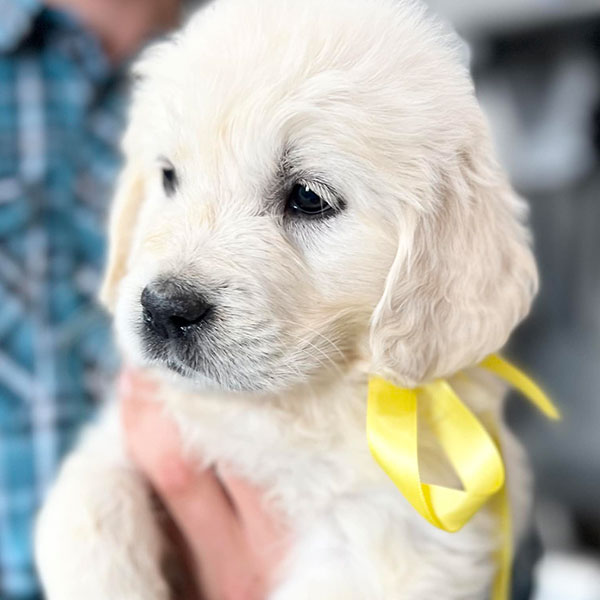 River Bracha Poodles Doodles Sq 005