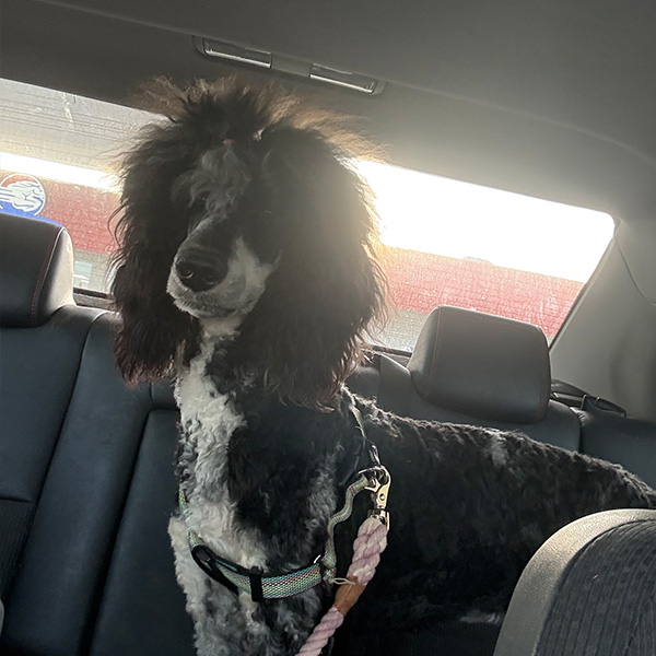 Zsa Zsa Car Ride Bracha Poodles Doodles Sq 01