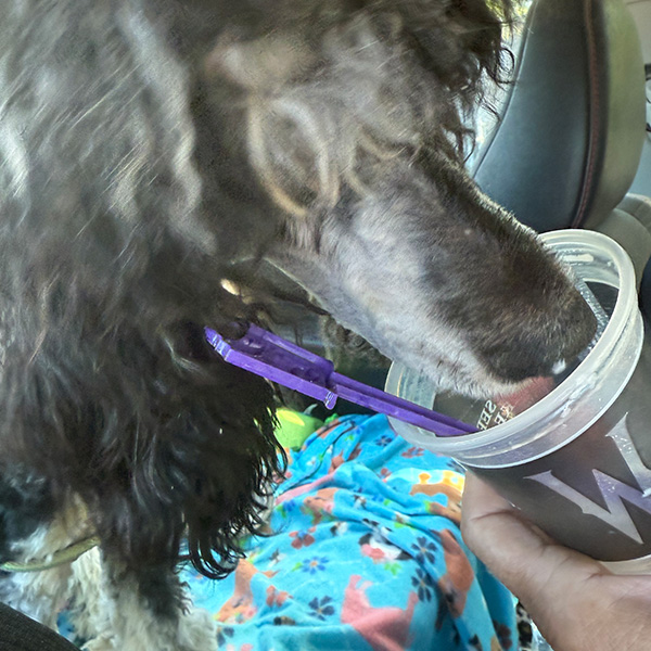 Zsa Zsa Car Ride Bracha Poodles Doodles Sq 02