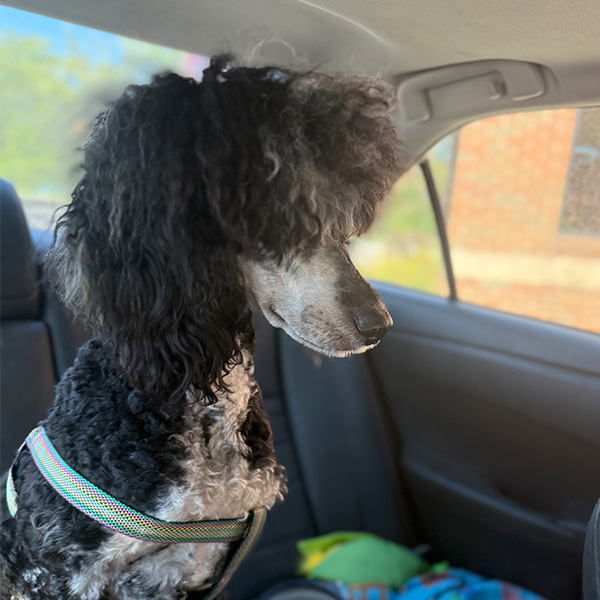 Zsa Zsa Car Ride Bracha Poodles Doodles Sq 03