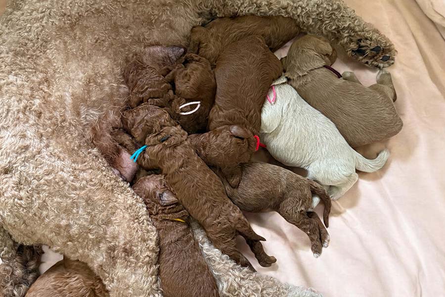 Goldendoodles & Poodles