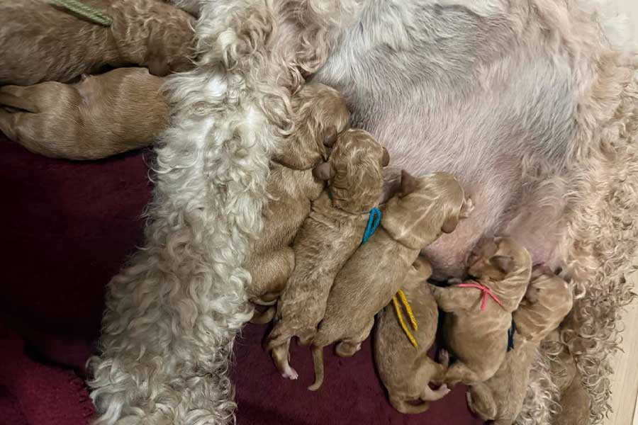 Goldendoodles