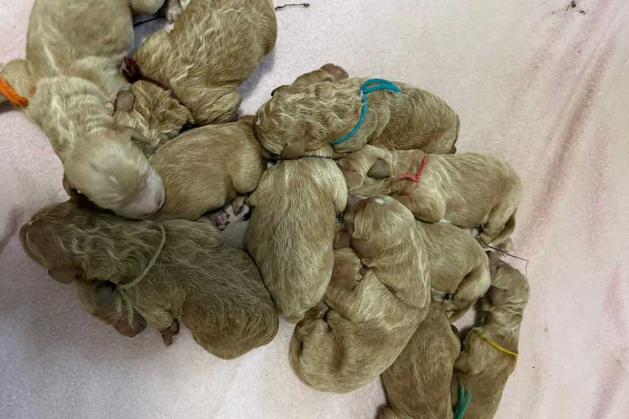 Goldendoodles