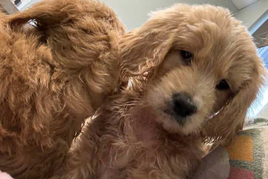 Goldendoodle