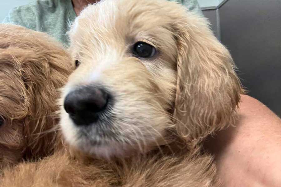 Goldendoodle