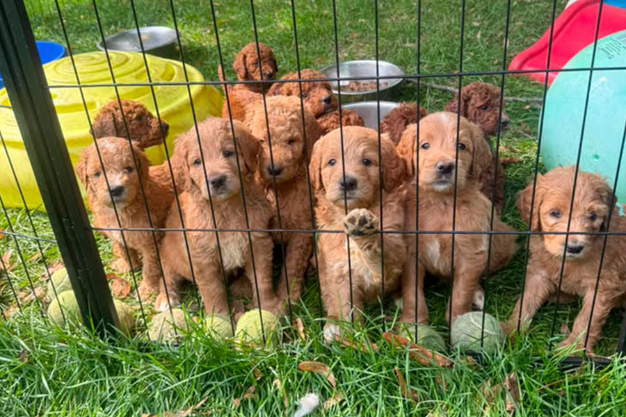 Goldendoodles & Poodles