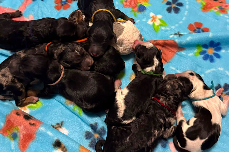 Bernedoodles